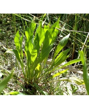 Plantago spp